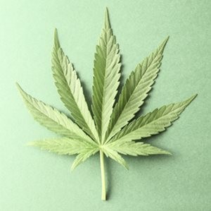 cannabis_leaf_WEB_300