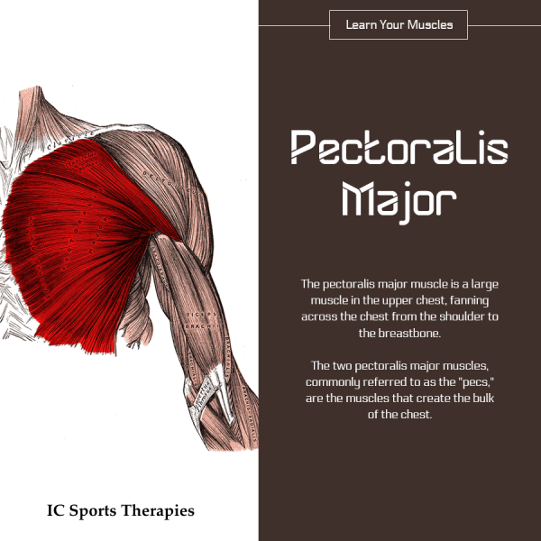 Your Monday Muscle 3 Pectoralis Major Ic Sports Therapies